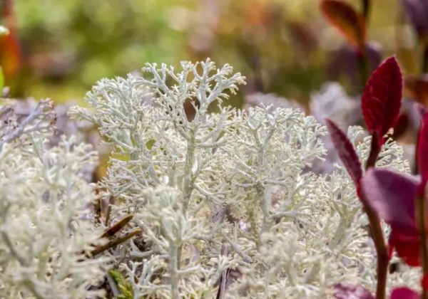 white-moss-lichen-close-up-detailed-photo-screensaver-colorful-macro-photography-wildlife-space-text-bokeh-scandinavia-435430350