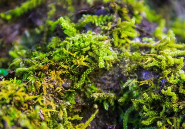 beautiful-moss-and-lichen-covered-on-the-ground-in-forest-free-photo