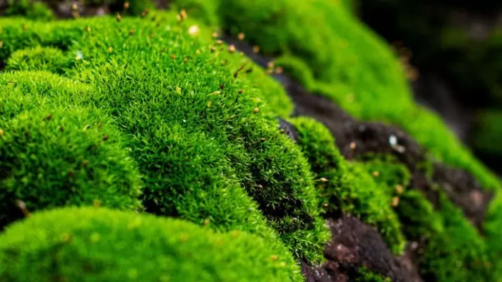 Moss